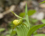 Yellow lady's slipper